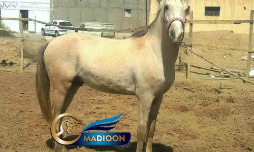 خرید اسب و فروش اسب_ اسب ترکمن نژاد یموت