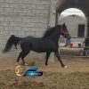 خرید اسب و فروش اسب_ سیلمی عرب