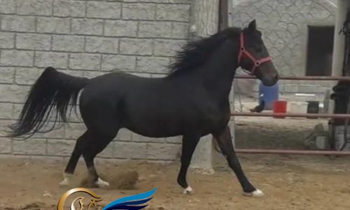 خرید اسب و فروش اسب_ سیلمی عرب