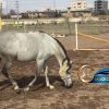 خرید اسب و فروش اسب_اسب عرب وارداتی خط خونی مروان الشقب