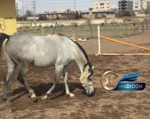 خرید اسب و فروش اسب_اسب عرب وارداتی خط خونی مروان الشقب