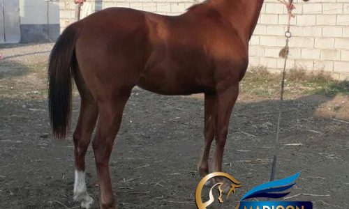 خرید اسب و فروش اسب_ مادیان تروبرد دوسر وارداتی