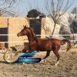 خرید اسب و فروش اسب_نریان عرب مصری