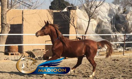 خرید اسب و فروش اسب_نریان عرب مصری