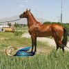 خرید اسب و فروش اسب_ سیلمی آخال تکه