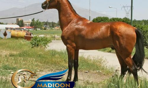 خرید اسب و فروش اسب_ سیلمی آخال تکه