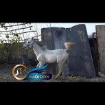 خرید اسب و فروش اسب_ اسب نریان کرد