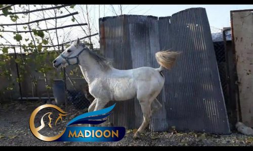 خرید اسب و فروش اسب_ اسب نریان کرد