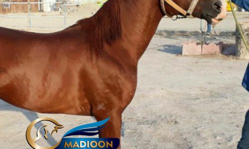 خرید اسب و فروش اسب_نریان عرب یه سر وارداتی