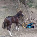 خرید اسب و فروش اسب_ اسب عرب ایرانی