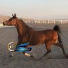 خرید اسب و فروش اسب_آیدا