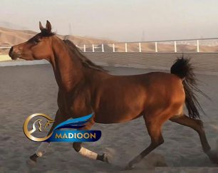 خرید اسب و فروش اسب_آیدا