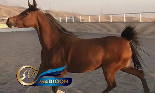خرید اسب و فروش اسب_آیدا