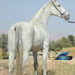 خرید اسب و فروش اسب_ مادیان گل مستانه