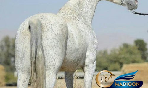 خرید اسب و فروش اسب_ مادیان گل مستانه