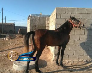 خرید اسب و فروش اسب_ مادیون کرد خالص
