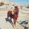 خرید اسب و فروش اسب_ مادیون دوخون
