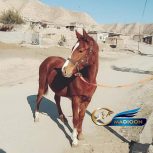 خرید اسب و فروش اسب_ مادیون دوخون