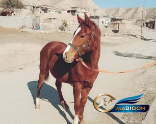 خرید اسب و فروش اسب_ مادیون دوخون