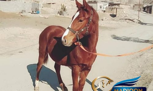 خرید اسب و فروش اسب_ مادیون دوخون
