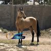 خرید اسب و فروش اسب_ کره سمند صحرا