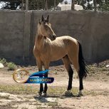 خرید اسب و فروش اسب_ کره سمند صحرا