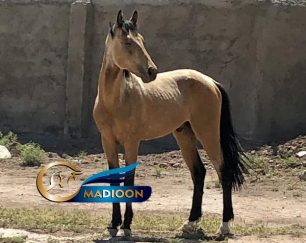 خرید اسب و فروش اسب_ کره سمند صحرا