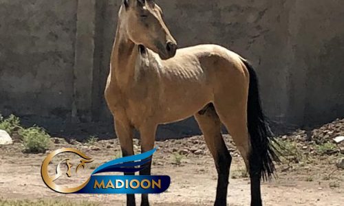 خرید اسب و فروش اسب_ کره سمند صحرا