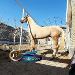 خرید اسب و فروش اسب_ اسب اصیل ترکمن