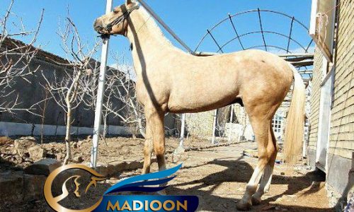 خرید اسب و فروش اسب_ اسب اصیل ترکمن