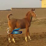 خرید اسب و فروش اسب_ کره عرب خالص