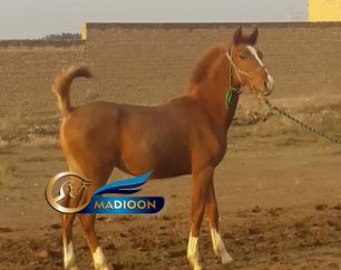 خرید اسب و فروش اسب_ کره عرب خالص