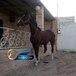 خرید و فروش اسب_اسب تروبرد دوخون