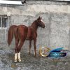 خرید اسب و فروش اسب_هیبت