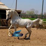 سیلمی برای کشش_اسب عرب خالص ایرانی