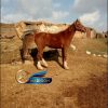 خرید اسب و فروش اسب_ اسب اصیل کرد