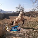 خرید اسب و فروش اسب_ اسب نریان