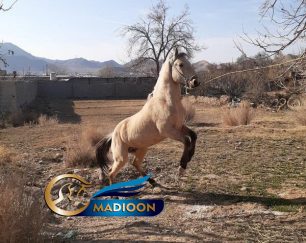 خرید اسب و فروش اسب_ اسب نریان