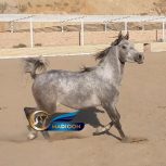 خرید و فروش اسب_ بیتا
