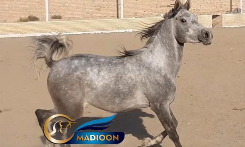 خرید و فروش اسب_ بیتا