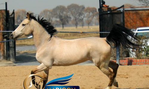 خرید اسب و فروش اسب_ مادیون آخال تکه