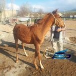 خرید اسب و فروش اسب_ کره اسب آخال تکه