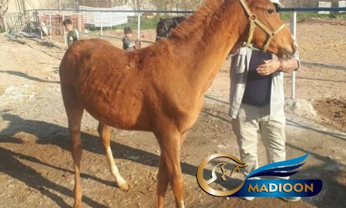 خرید اسب و فروش اسب_ کره اسب آخال تکه