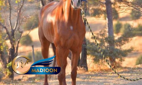 خرید اسب و فروش اسب_ مادیون تروبرد
