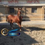 خرید اسب و فروش اسب_ اسب نریون دوسر
