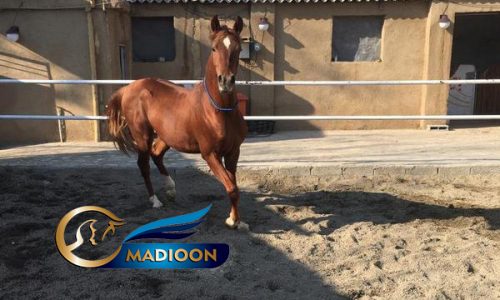 خرید اسب و فروش اسب_ اسب نریون دوسر