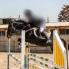 خرید اسب و فروش اسب_ تایسون