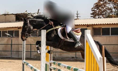 خرید اسب و فروش اسب_ تایسون