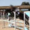 خرید اسب و فروش اسب_ تایسون