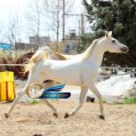 خرید اسب و فروش اسب_سیلمی عرب مصری